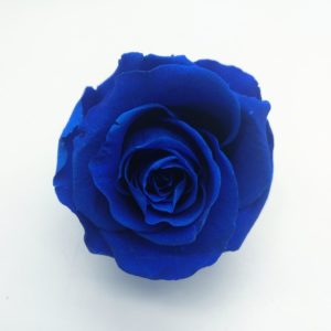 rosa-azul-preservada_1