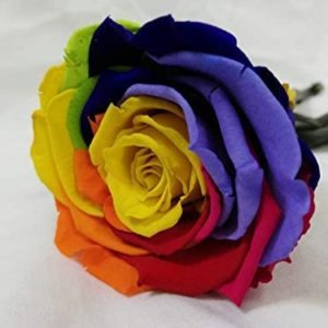 rosa-multicolor